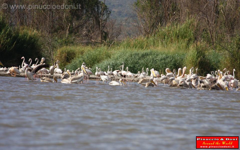 Ethiopia - Lago Chamo - Pellicani e Fenicotteri - 4.jpg